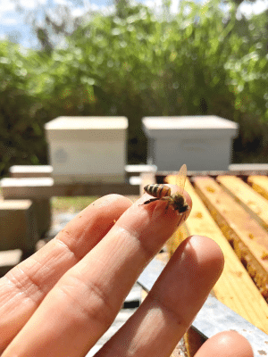 bee on web tours